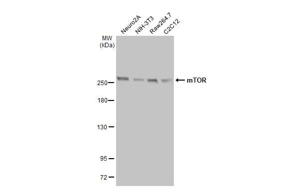 mTOR Antibody in Western Blot (WB)