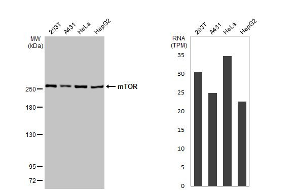 mTOR Antibody in Western Blot (WB)