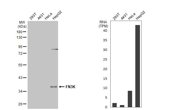 FN3K Antibody in Western Blot (WB)