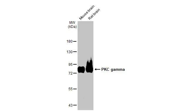 PKC gamma Antibody in Western Blot (WB)