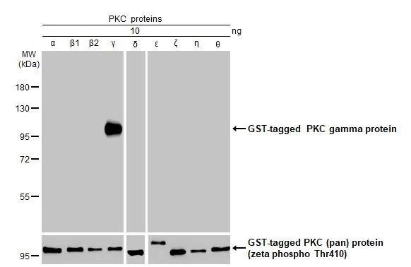 PKC gamma Antibody in Western Blot (WB)