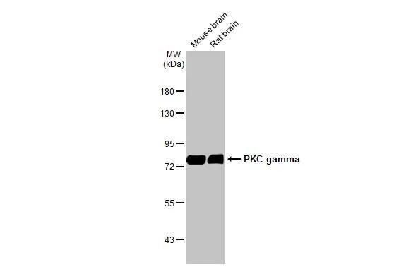 PKC gamma Antibody in Western Blot (WB)