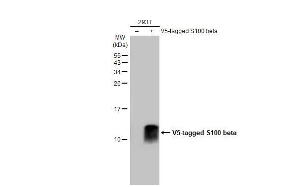 S100B Antibody in Western Blot (WB)