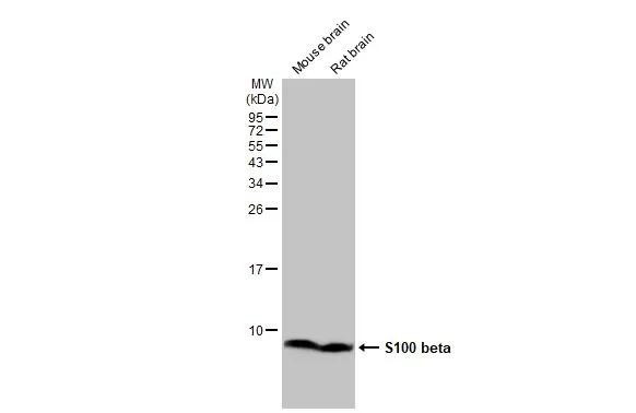 S100B Antibody in Western Blot (WB)