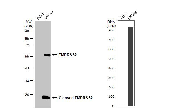 TMPRSS2 Antibody in Western Blot (WB)