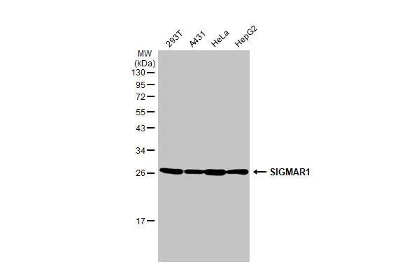 Sigma-1 Receptor Antibody in Western Blot (WB)