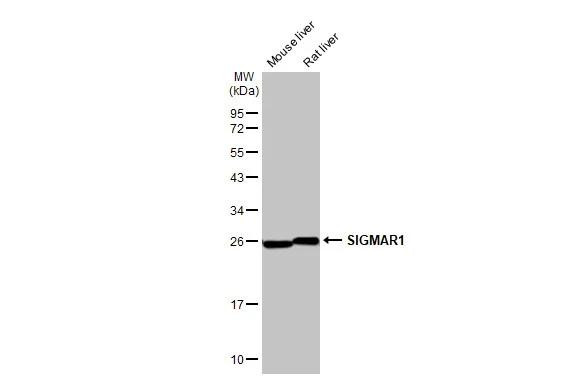 Sigma-1 Receptor Antibody in Western Blot (WB)