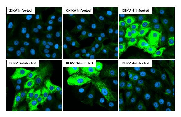 Dengue Virus Type 1-4 NS3 Antibody in Immunocytochemistry (ICC/IF)