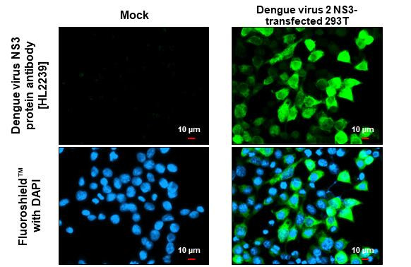 Dengue Virus Type 1-4 NS3 Antibody in Immunocytochemistry (ICC/IF)