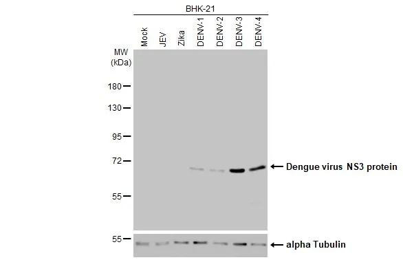 Dengue Virus Type 1-4 NS3 Antibody in Western Blot (WB)