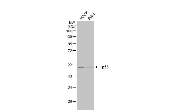 p53 Antibody in Western Blot (WB)