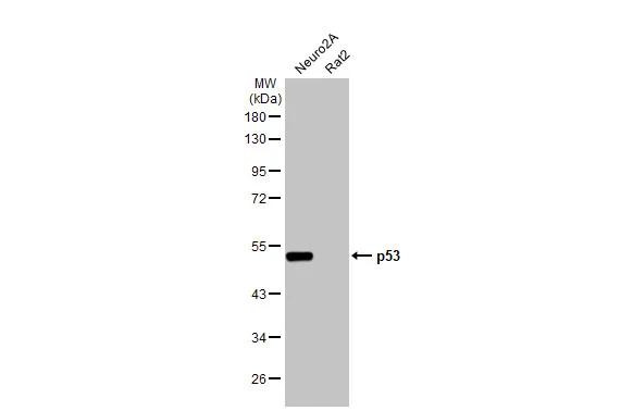 p53 Antibody in Western Blot (WB)