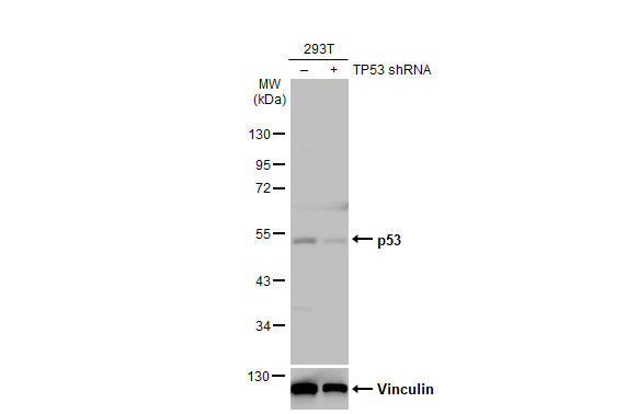 p53 Antibody in Western Blot (WB)