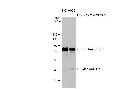 RIP1 Antibody in Western Blot (WB)