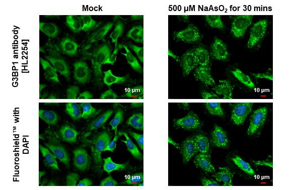 G3BP1 Antibody in Immunocytochemistry (ICC/IF)