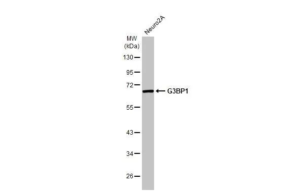 G3BP1 Antibody in Western Blot (WB)