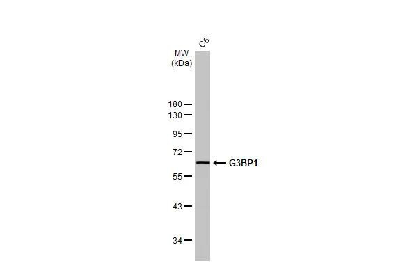 G3BP1 Antibody in Western Blot (WB)