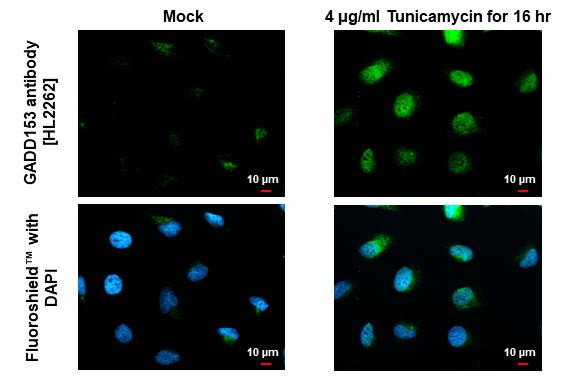 CHOP Antibody in Immunocytochemistry (ICC/IF)