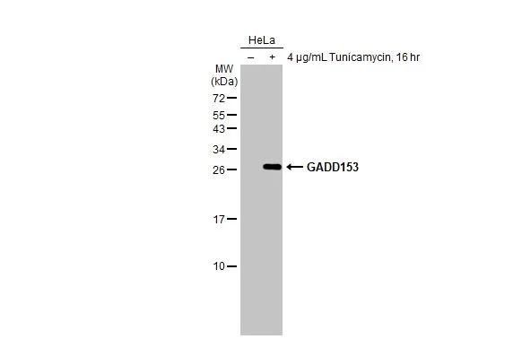 CHOP Antibody in Western Blot (WB)