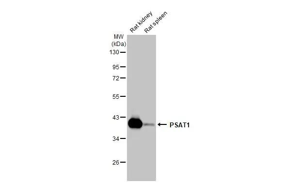 PSAT1 Antibody in Western Blot (WB)