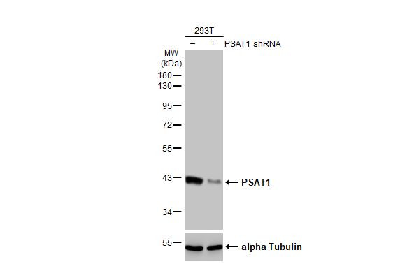 PSAT1 Antibody in Western Blot (WB)