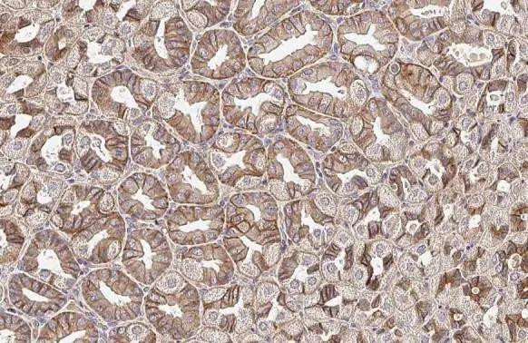 Sigma-1 Receptor Antibody in Immunohistochemistry (Paraffin) (IHC (P))