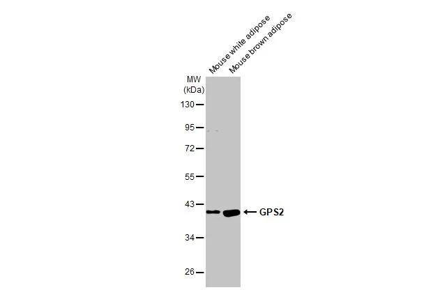 GPS2 Antibody in Western Blot (WB)