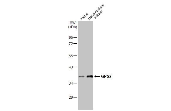 GPS2 Antibody in Western Blot (WB)