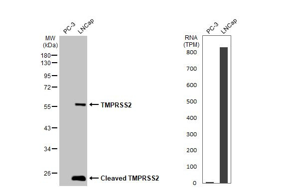 TMPRSS2 Antibody in Western Blot (WB)