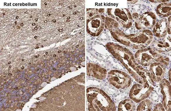 Glutamine Synthetase Antibody in Immunohistochemistry (Paraffin) (IHC (P))