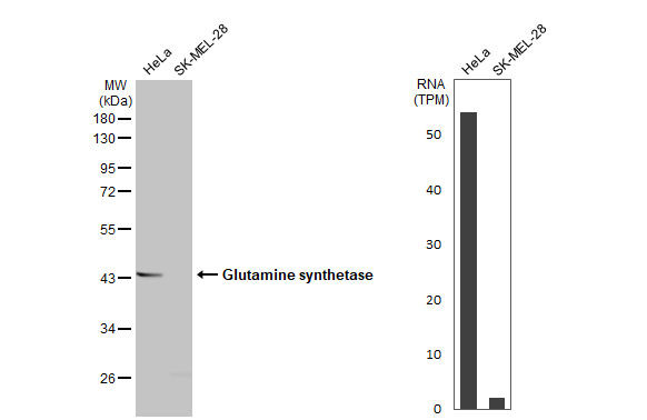 Glutamine Synthetase Antibody in Western Blot (WB)