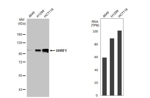 UHRF1 Antibody in Western Blot (WB)