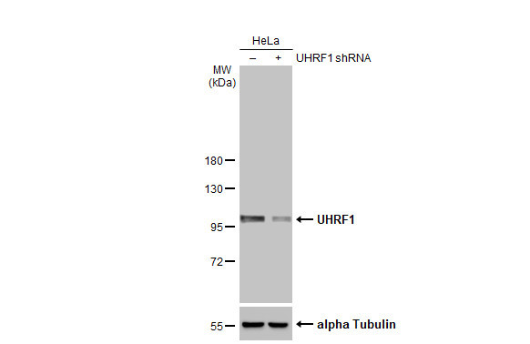 UHRF1 Antibody in Western Blot (WB)