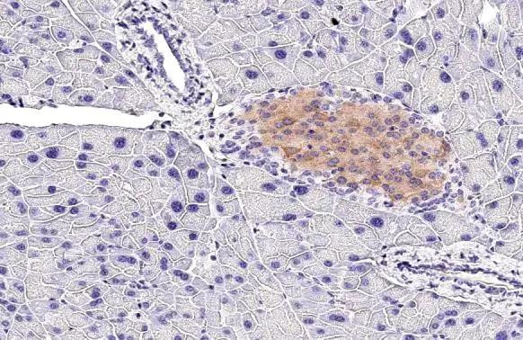 GLP1R Antibody in Immunohistochemistry (Paraffin) (IHC (P))