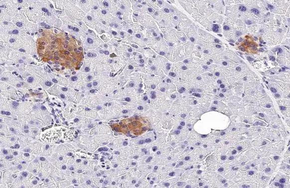 GLP1R Antibody in Immunohistochemistry (Paraffin) (IHC (P))