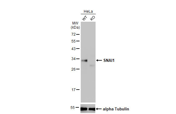 SNAIL Antibody in Western Blot (WB)