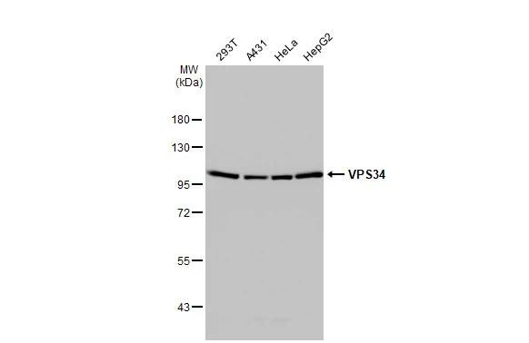 VPS34 Antibody in Western Blot (WB)