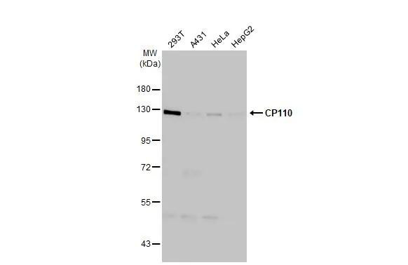 CP110 Antibody in Western Blot (WB)