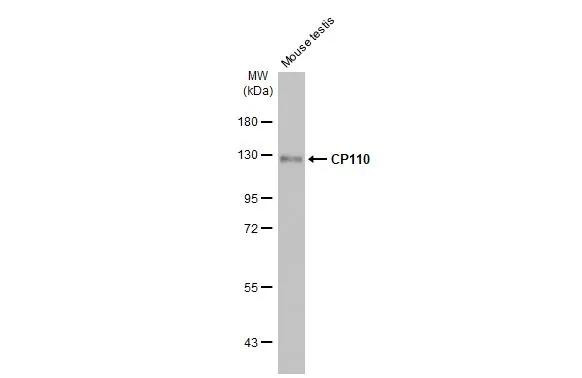 CP110 Antibody in Western Blot (WB)