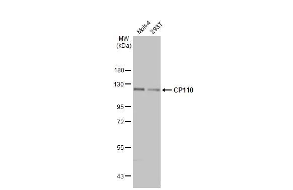 CP110 Antibody in Western Blot (WB)