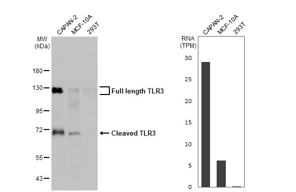 TLR3 Antibody in Western Blot (WB)