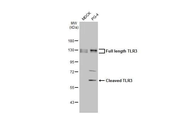 TLR3 Antibody in Western Blot (WB)