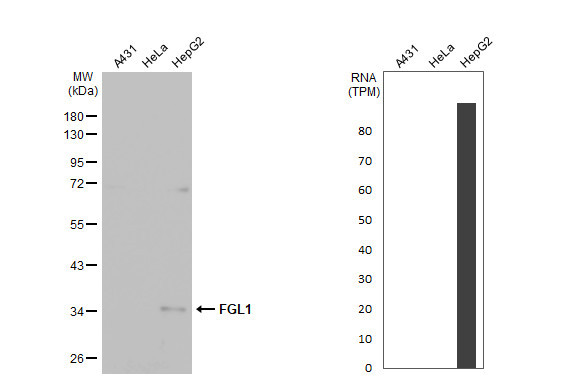 FGL1 Antibody in Western Blot (WB)