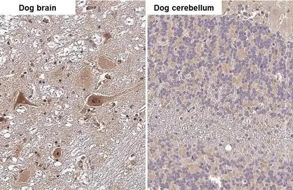 RNaseH1 Antibody in Immunohistochemistry (Paraffin) (IHC (P))