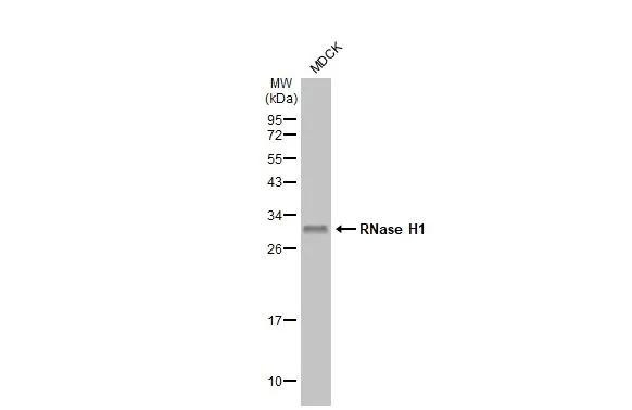 RNaseH1 Antibody in Western Blot (WB)