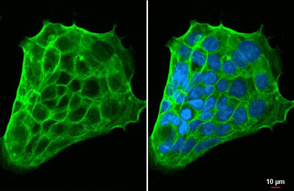 SLC7A5 Antibody in Immunocytochemistry (ICC/IF)