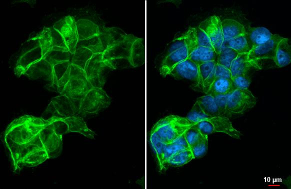 SLC7A5 Antibody in Immunocytochemistry (ICC/IF)