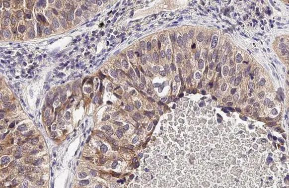 SLC7A5 Antibody in Immunohistochemistry (Paraffin) (IHC (P))