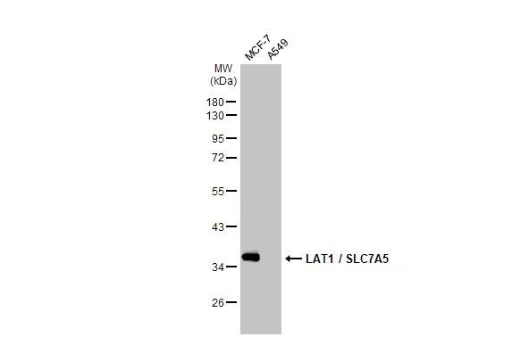 SLC7A5 Antibody in Western Blot (WB)