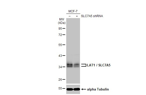 SLC7A5 Antibody in Western Blot (WB)